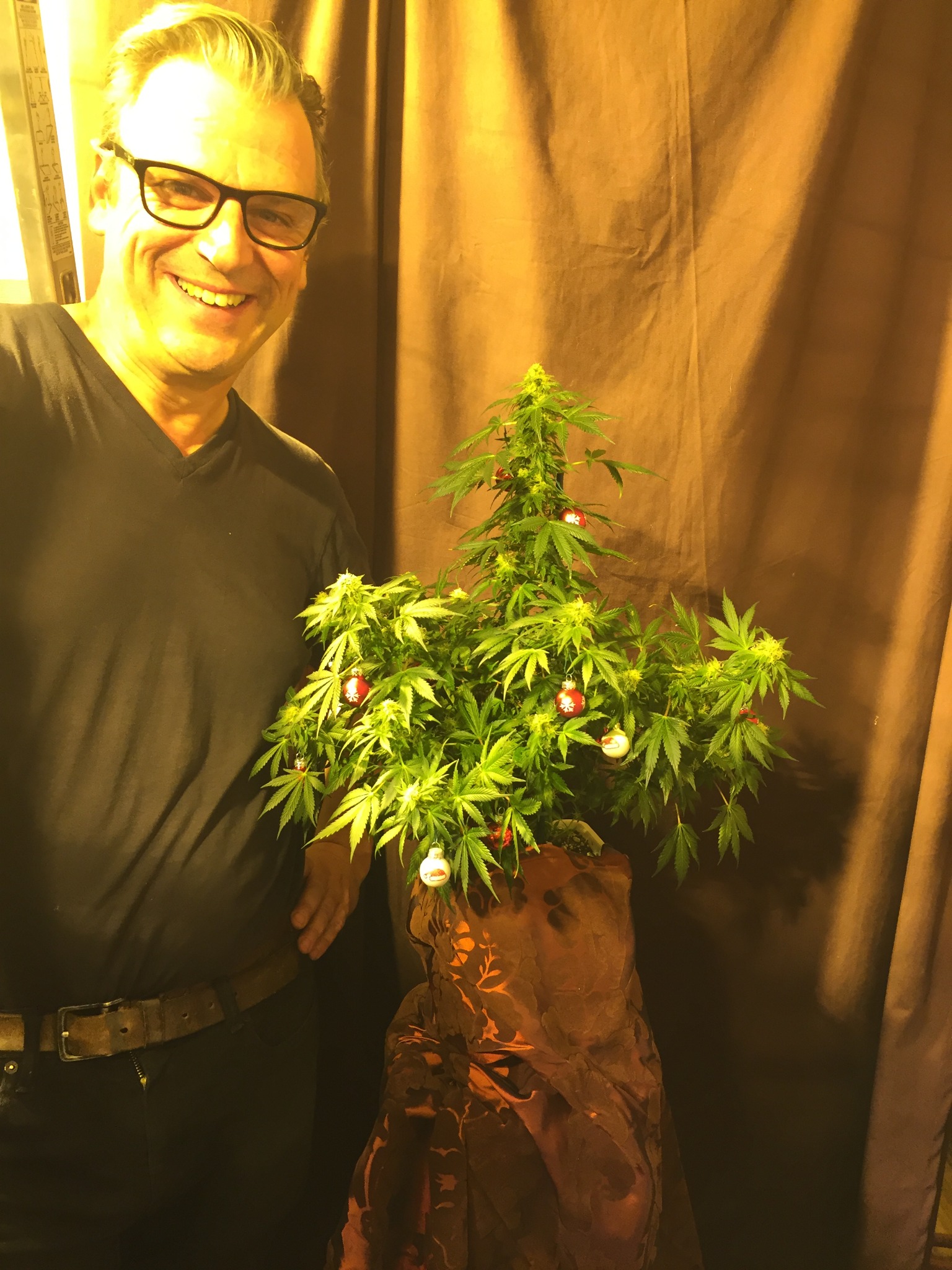 Cannabis Christmas Bonsai